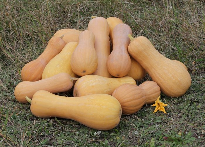 Calabaza cacahuete