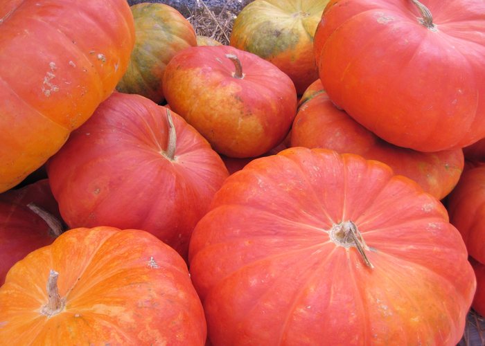 Calabaza portuguesa