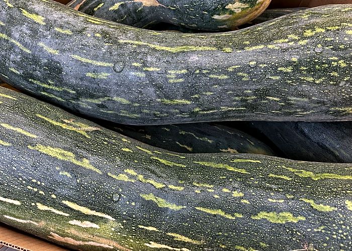 Calabaza del país