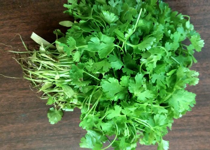Cilantro