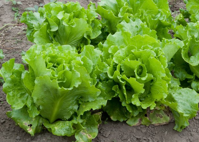Lechuga