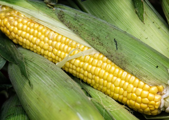 Piña de millo