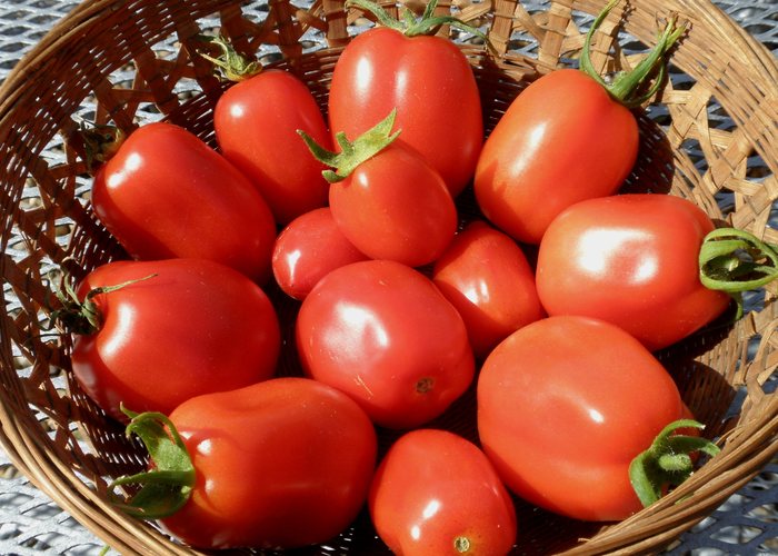 Tomate pera