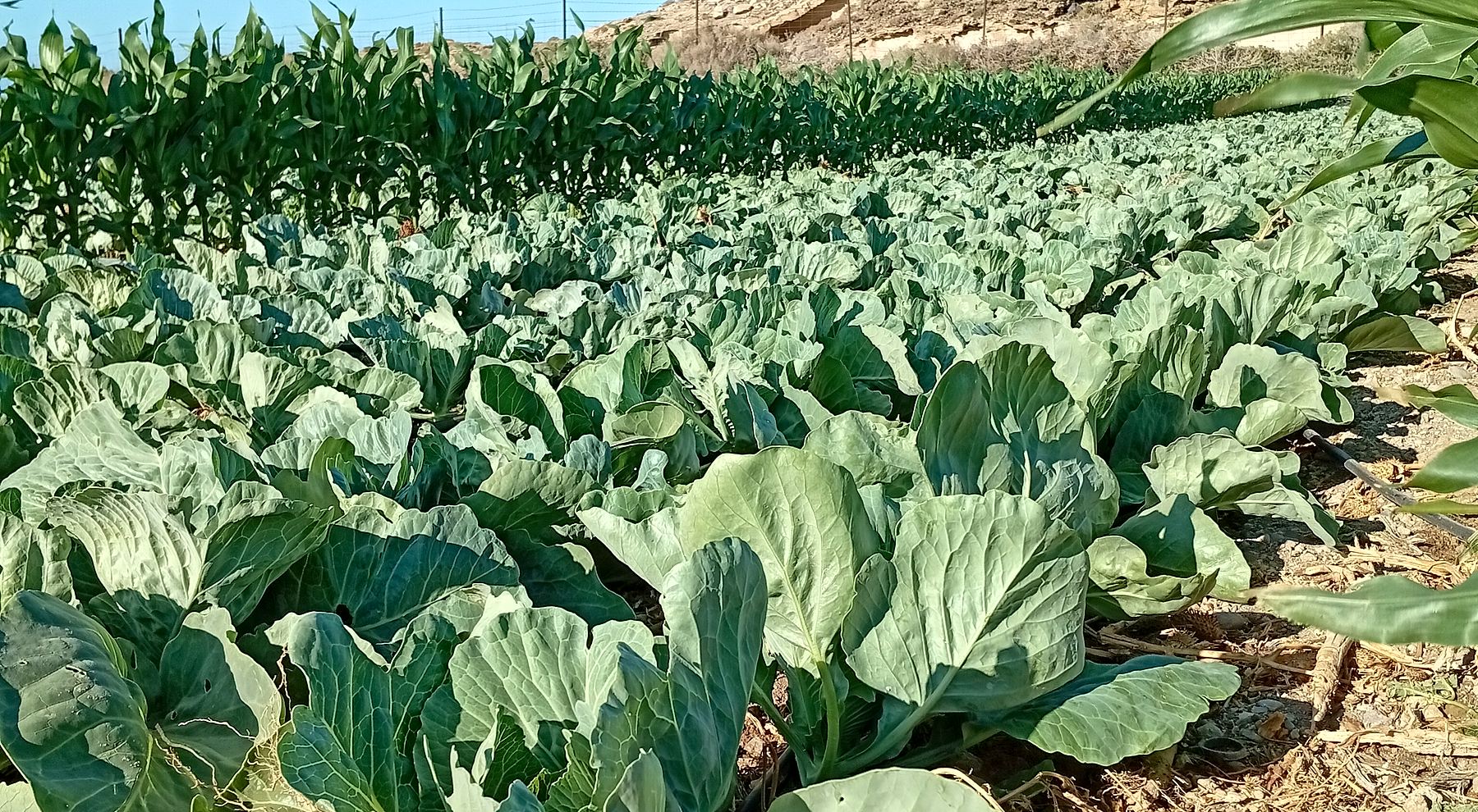 Nuestra finca de coles en Tenerife