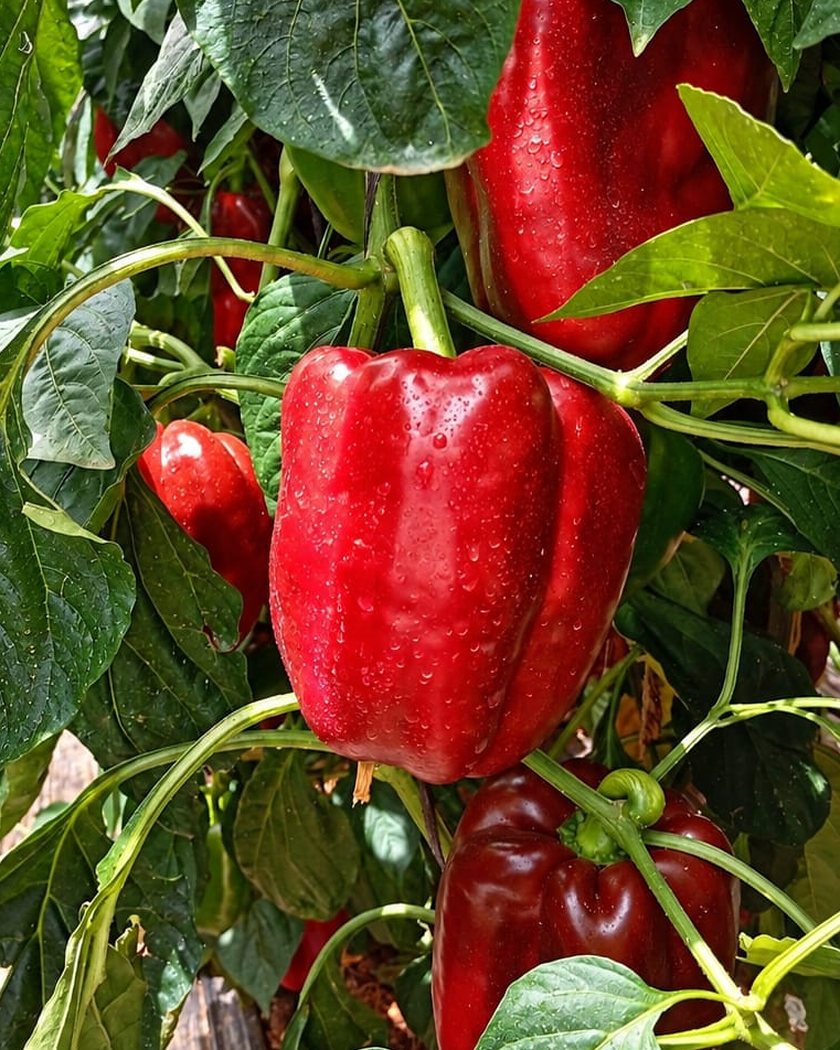 Pimiento rojo en la mata, en una de nuestras fincas de Tenerife