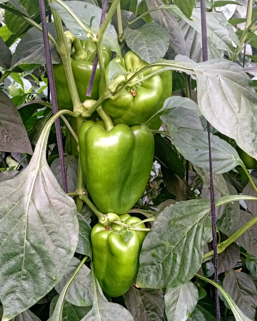 Pimientos verdes creciendo en la planta