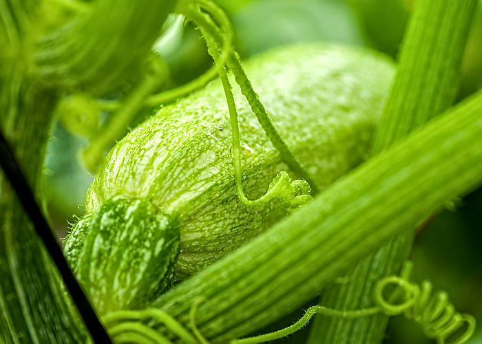 Calabacín