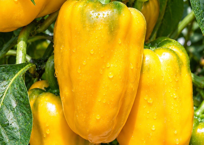 Pimiento amarillo