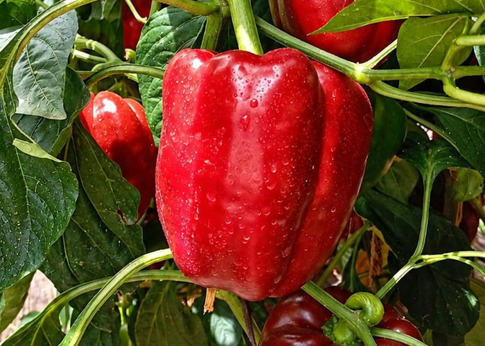 Pimiento rojo