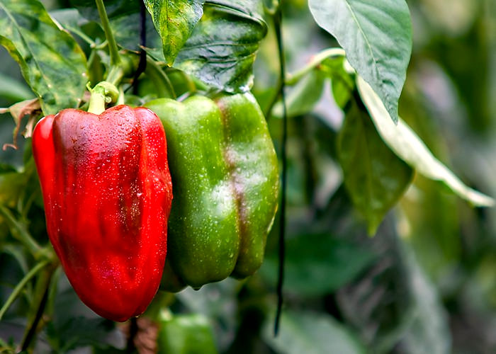 Pimiento rojo
