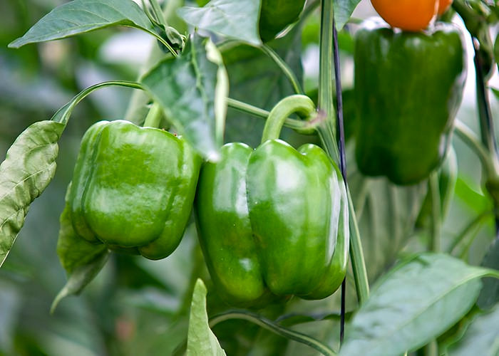 Pimiento verde