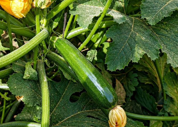 Zucchini